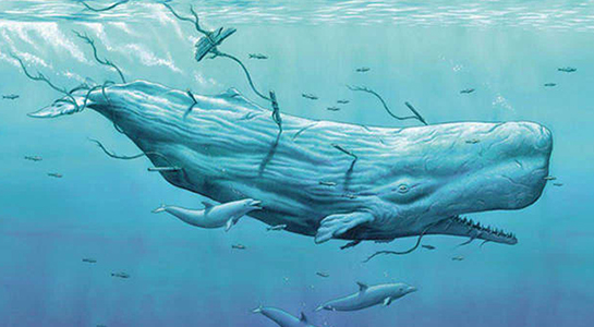 Imagen de Mocha Dick, la leyenda de la ballena blanca